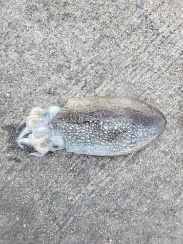 シリヤケイカの釣果