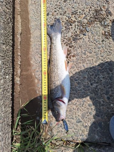 ウグイの釣果