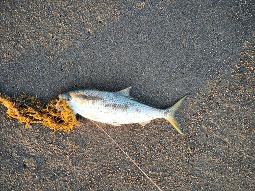 コノシロの釣果