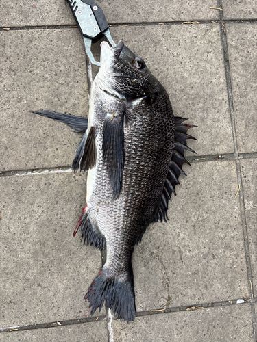 クロダイの釣果