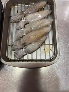 マメイカの釣果