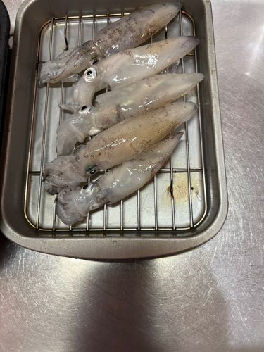 マメイカの釣果