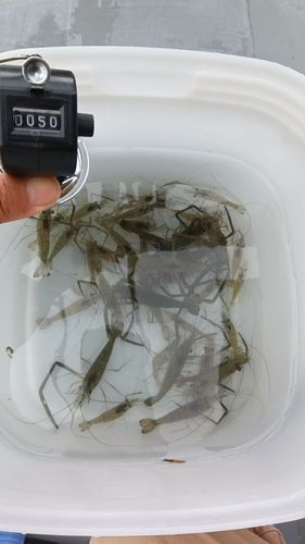 テナガエビの釣果