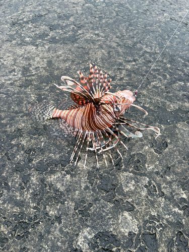 ハナミノカサゴの釣果