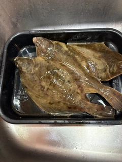 マガレイの釣果