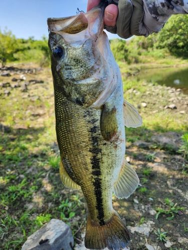 ラージマウスバスの釣果