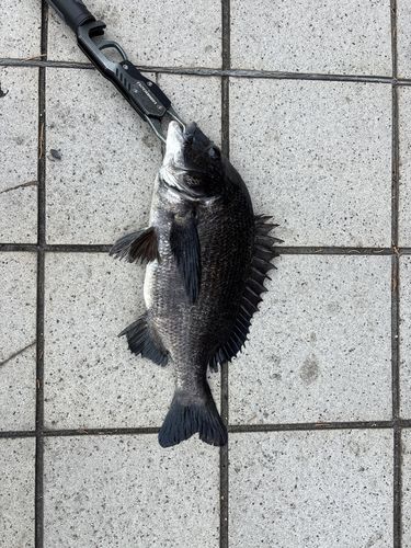 クロダイの釣果