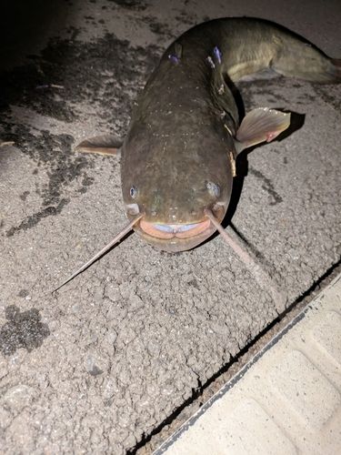 マナマズの釣果