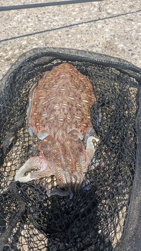モンゴウイカの釣果