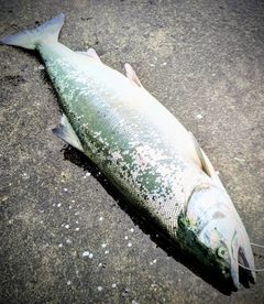 サクラマスの釣果