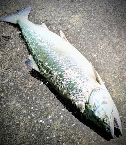 サクラマスの釣果