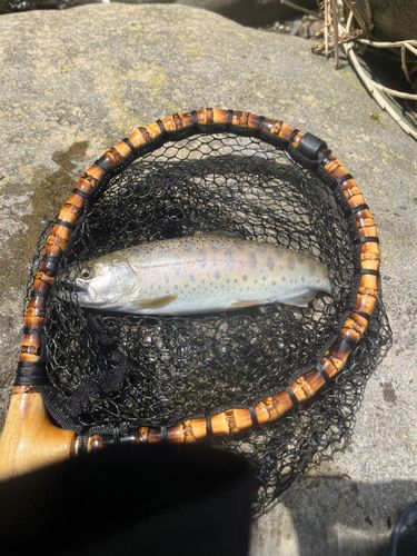 ヤマメの釣果