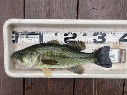 弁慶フィッシングクラブで釣れたブラックバスの釣り・釣果情報