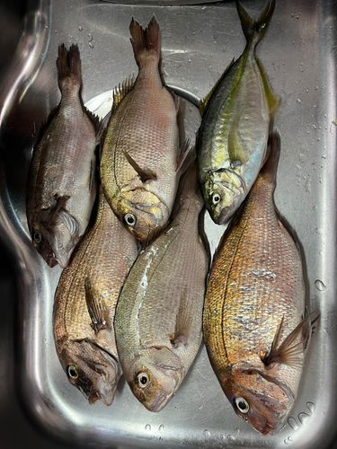 マダイの釣果