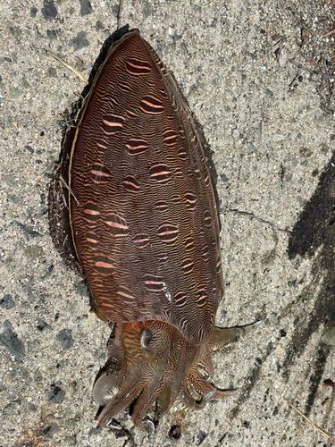 モンゴウイカの釣果