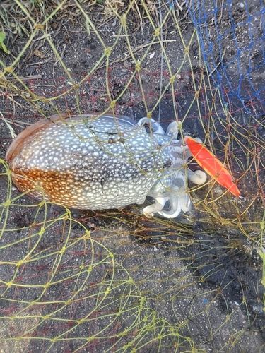 シリヤケイカの釣果