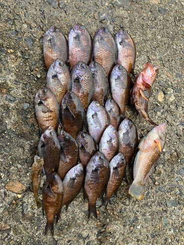 スズメダイの釣果