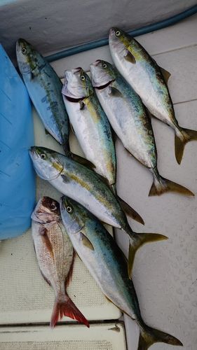 ハマチの釣果