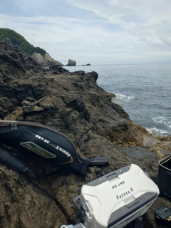グレの釣果