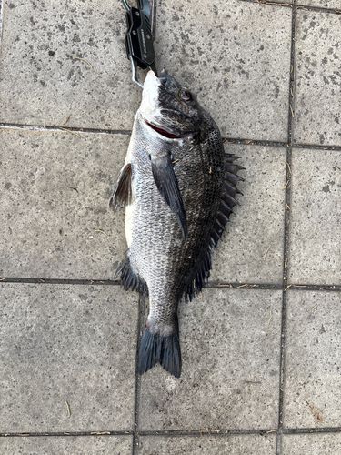 クロダイの釣果
