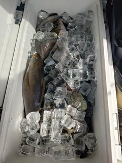 イサキの釣果