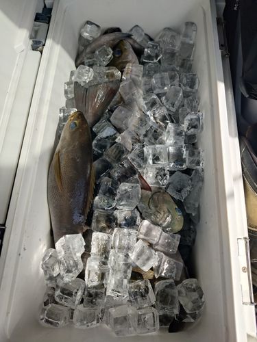 イサキの釣果