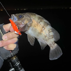 メバルの釣果