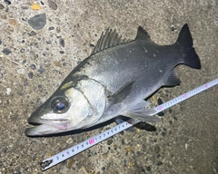 フッコ（ヒラスズキ）の釣果