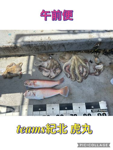タコの釣果