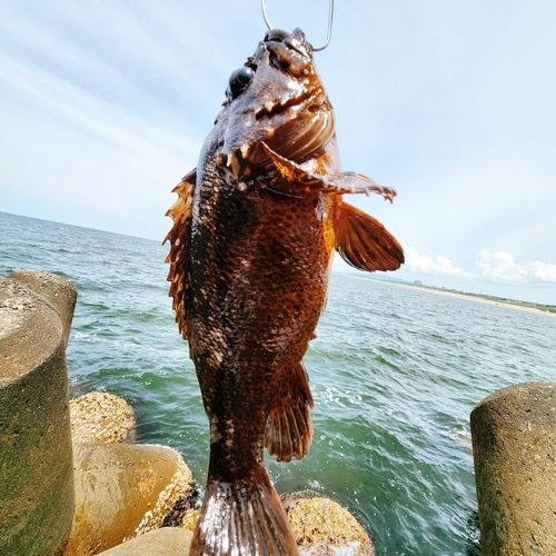 クロソイの釣果