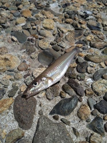 キスの釣果