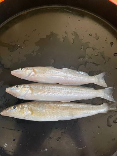 キスの釣果