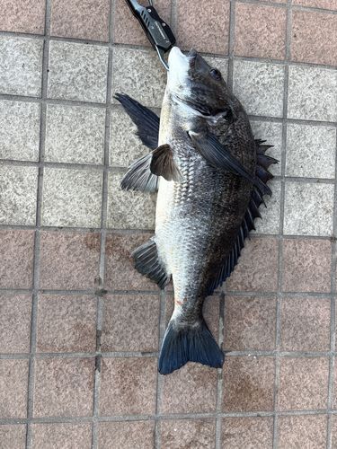 クロダイの釣果