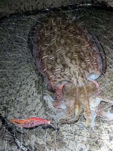 モンゴウイカの釣果