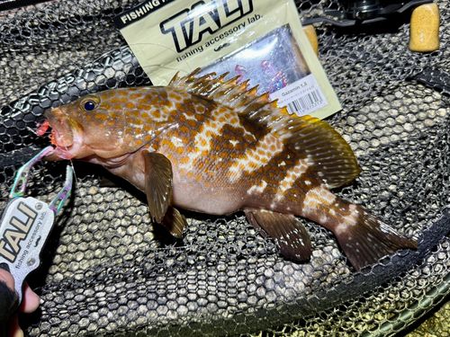 アコウの釣果