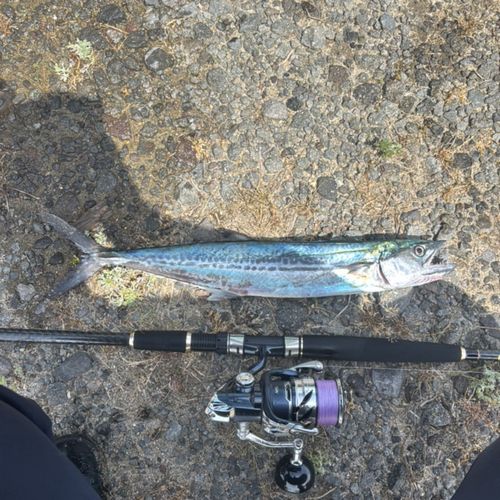 サゴシの釣果