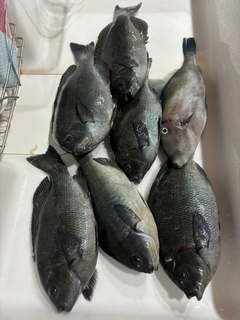 グレの釣果