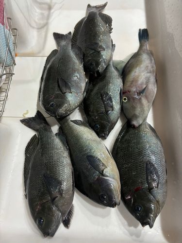 グレの釣果