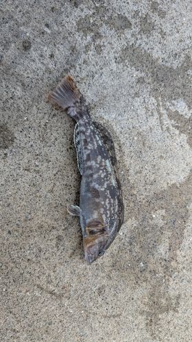 アイナメの釣果