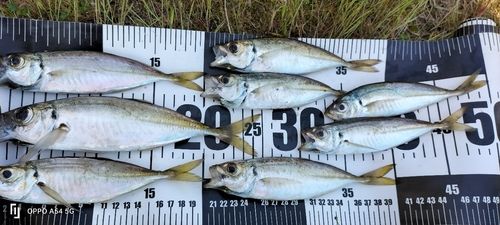 マアジの釣果