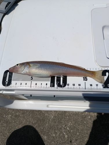 シロギスの釣果