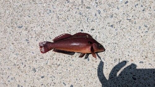 アイナメの釣果
