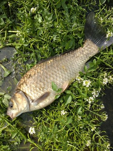 フナの釣果