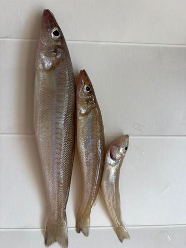 キスの釣果