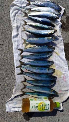 マイワシの釣果