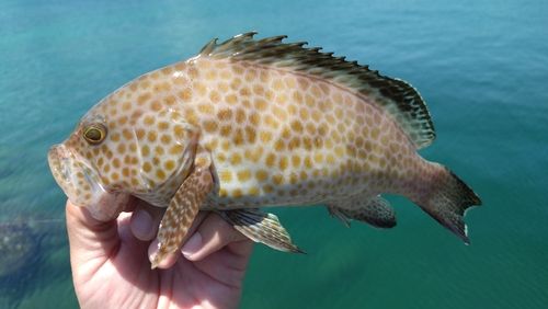 オオモンハタの釣果