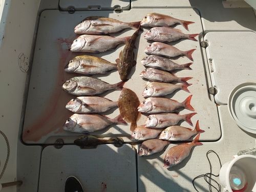 マダイの釣果