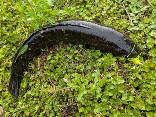 ライギョの釣果