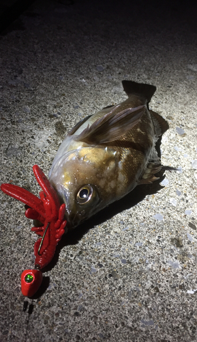 エゾメバルの釣果