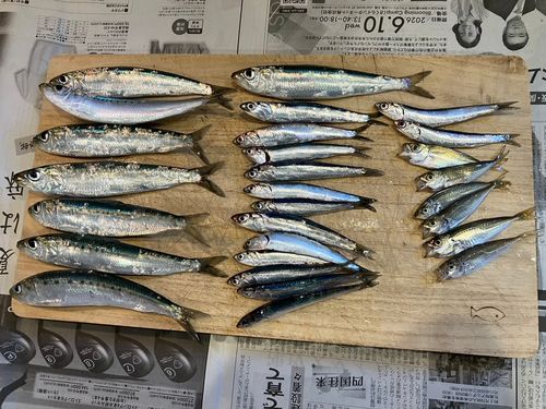 イワシの釣果